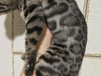 Zenna - Bengal - Gallery Photo #1