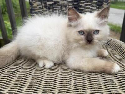 Amika Litter - Ragdoll - Gallery Photo #1