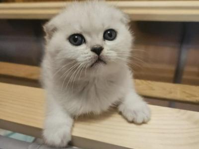 Bella And Mia - Scottish Fold - Gallery Photo #1