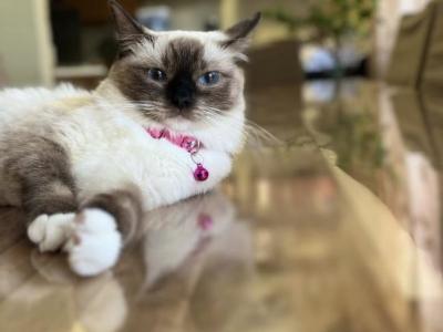 Maxi - Ragdoll - Gallery Photo #1