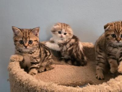 Barbara's New Litter - Scottish Fold - Gallery Photo #1