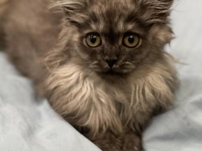 Blaze - British Shorthair - Gallery Photo #1