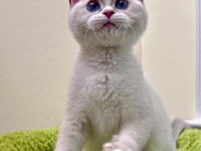 Coconut - British Shorthair - Gallery Photo #1
