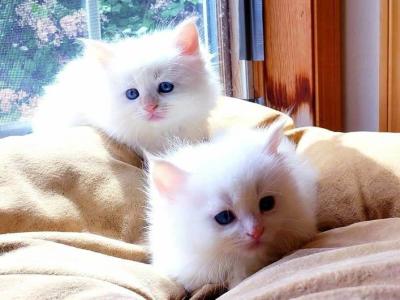 ALBERT & EINSTEIN - Siberian - Gallery Photo #1