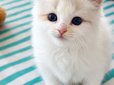 Patriot - Ragdoll - Gallery Photo #1