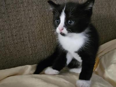 Sylvester - Ragdoll - Gallery Photo #1