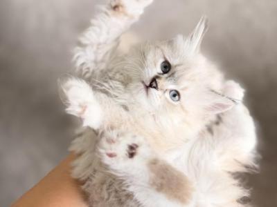 Hattie - Siberian - Gallery Photo #1