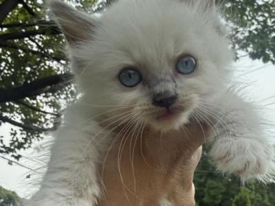 Black Collar Male Blue Mitted Kitten Ready NOW - Ragdoll - Gallery Photo #1