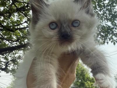 White Collar Female Seal Mitted Ready NOW - Ragdoll - Gallery Photo #1