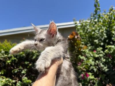 Fiona - Maine Coon - Gallery Photo #1