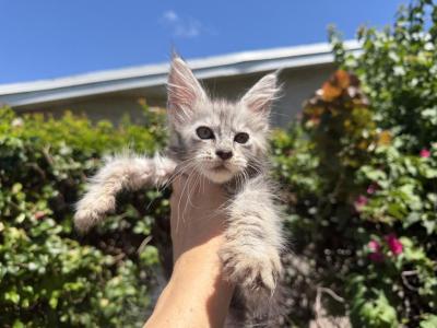 Freya - Maine Coon - Gallery Photo #1