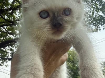 Light Blue Collar Male Chocolate Point Ready NOW - Ragdoll - Gallery Photo #1