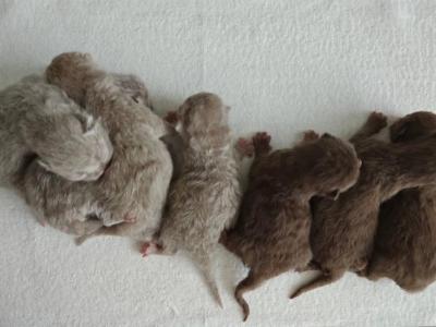 Chocolate & Fawn British Shorthair - British Shorthair - Gallery Photo #1