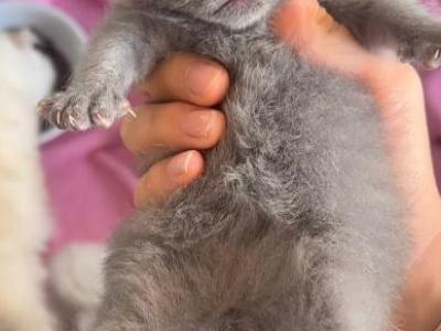 Blue British Shorthair Male - British Shorthair - Gallery Photo #1
