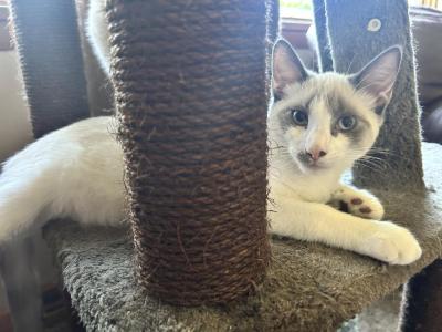 Snowshoe Siamese Blue Point Male - Siamese - Gallery Photo #1