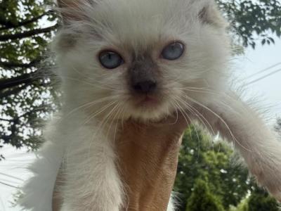 Rose Collar Female Chocolate Mitted Ready NOW - Ragdoll - Gallery Photo #1
