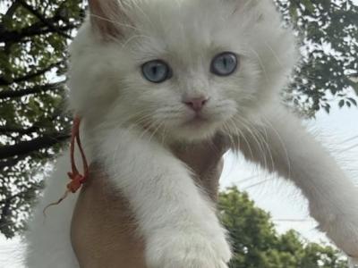 Orange Collar Male Lilac Bi Color Ready NOW - Ragdoll - Gallery Photo #1