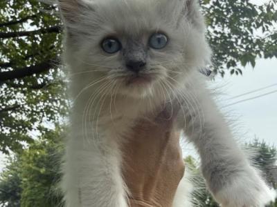 Purple Collar Female Blue Mitted Ready NOW - Ragdoll - Gallery Photo #1