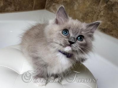 Adorable Sweet TICA Blue Mitted Sepia Cherubim Rag - Ragdoll - Gallery Photo #1