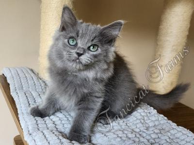 Precious TICA Blue Solid Cherubim Ragdoll Kitten D - Ragdoll - Gallery Photo #1