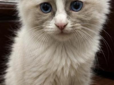 Kitten 2 - Ragdoll - Gallery Photo #1