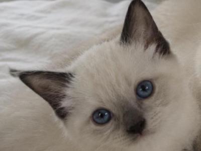Kitten 1 Siamese - Siamese - Gallery Photo #1