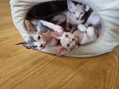 Orange Tiger - Sphynx - Gallery Photo #1