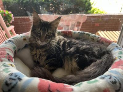 Elphaba - Maine Coon - Gallery Photo #1