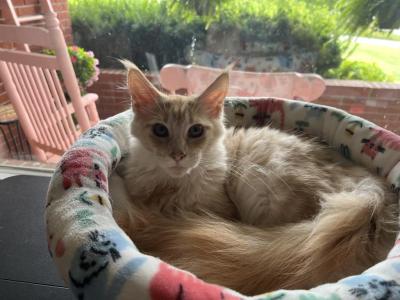 Boq - Maine Coon - Gallery Photo #1