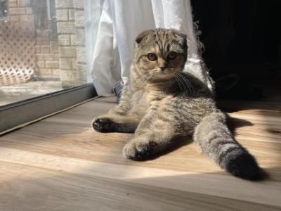 Lily - Scottish Fold - Gallery Photo #1