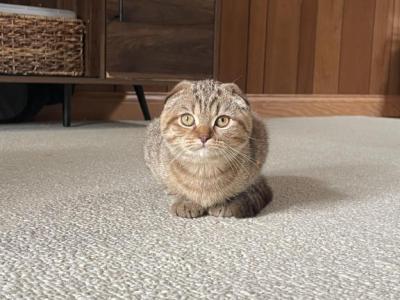 Luna - Scottish Fold - Gallery Photo #1