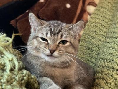 Stella - Scottish Straight - Gallery Photo #1