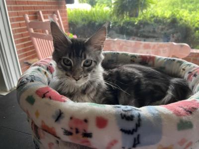 Grimmerie - Maine Coon - Gallery Photo #1