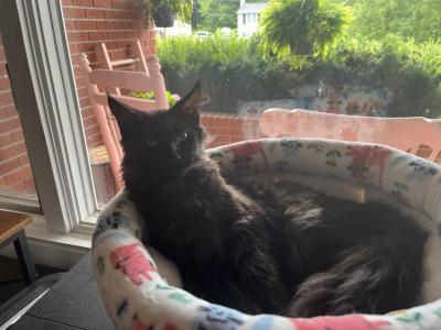 Pfanne - Maine Coon - Gallery Photo #1