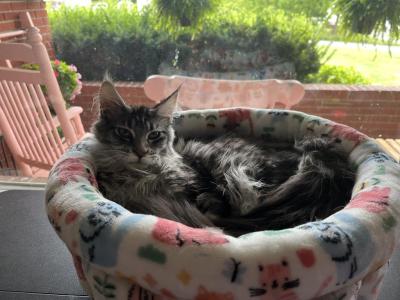 Wizard - Maine Coon - Gallery Photo #1