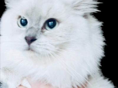 Accepting Deposits Kats Ravishing Ragdolls - Ragdoll - Gallery Photo #1