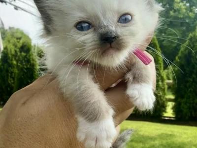 Hot Pink Collar Female Seal Mitted - Ragdoll - Gallery Photo #1