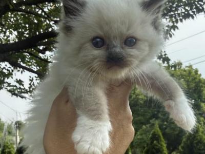 Red Collar Male Seal Mitted - Ragdoll - Gallery Photo #1