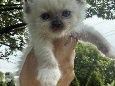 Green Collar Male Seal Mitted - Ragdoll - Gallery Photo #1