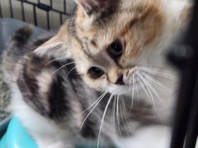 Sorrow - British Shorthair - Gallery Photo #1