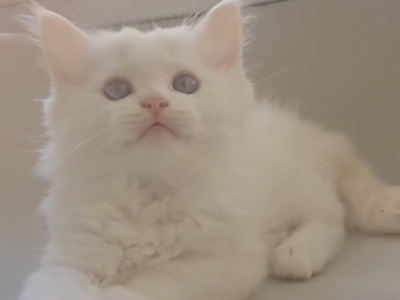 Gnocchi Cream Bicolor - Ragdoll - Gallery Photo #1