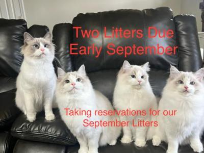 September Litters - Ragdoll - Gallery Photo #1
