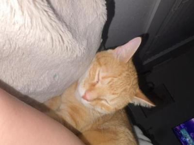 Pumpkin - Domestic - Gallery Photo #1