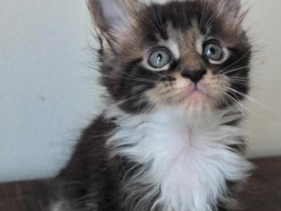 Michael - Maine Coon - Gallery Photo #1