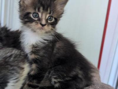 Kate - Maine Coon - Gallery Photo #1