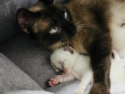Siamese Kitten - Siamese - Gallery Photo #1