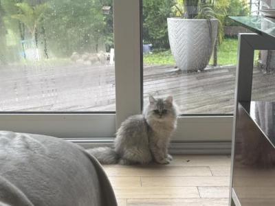 Coco - Persian - Gallery Photo #1