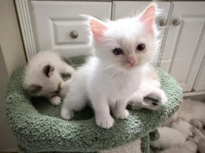 Purebred Male Flame Point Kitten - Ragdoll - Gallery Photo #1