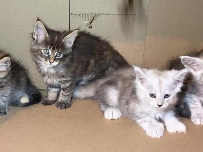 Beautiful Maine Coon Kittens - Maine Coon - Gallery Photo #1