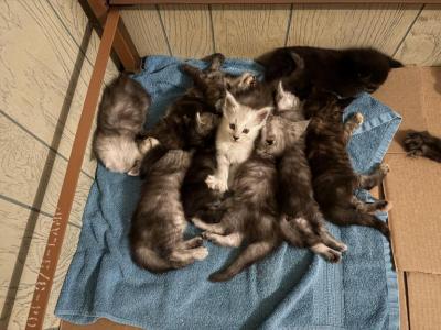 Beautiful  Kitten - Maine Coon - Gallery Photo #1